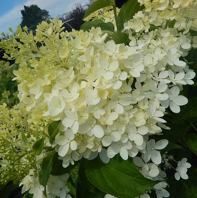 Hydrangea x pan. 'Phantom'