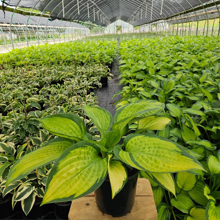 Hosta Pauls Glory