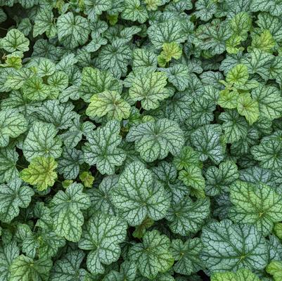 Heuchera americana 'Green Spice'