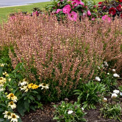 Agastache hybrid Meant to Bee™ 'Queen Nectarine'