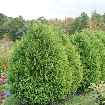 Thuja occidentalis Cheer Drops™