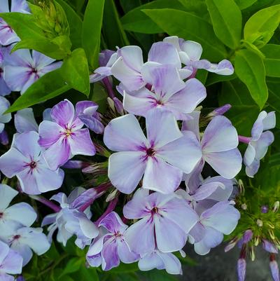 Phlox Volcano® Volcano® Lilac Splash