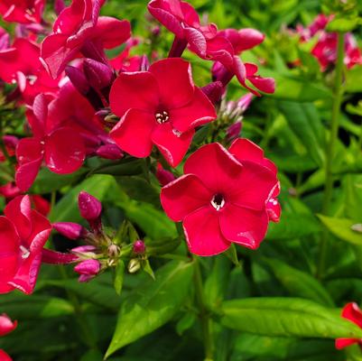 Phlox Volcano® Volcano® Red