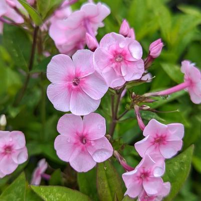 Phlox Volcano® Volcano® Pink with Dark Eye