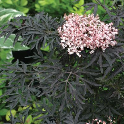 Sambucus nigra Black Lace®