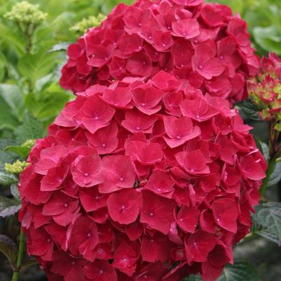 Hydrangea mac. Magical® Ruby Red