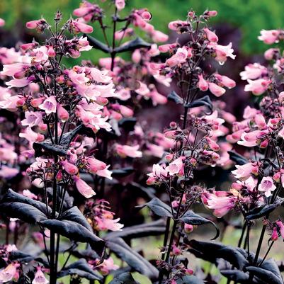 Penstemon Dakota™ Burgundy