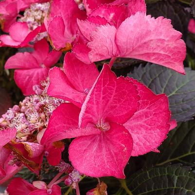 Hydrangea mac. Tuxedo® Pink