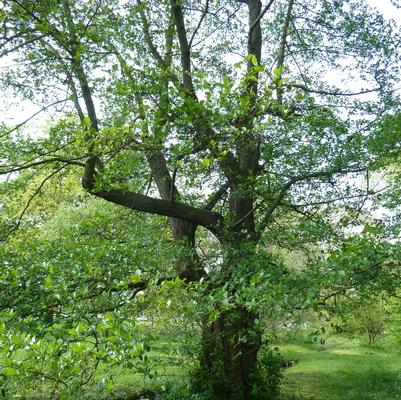 Alnus serrulata 