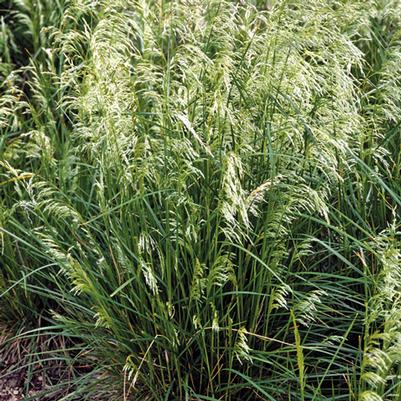 Deschampsia cesp. Pixie Fountain