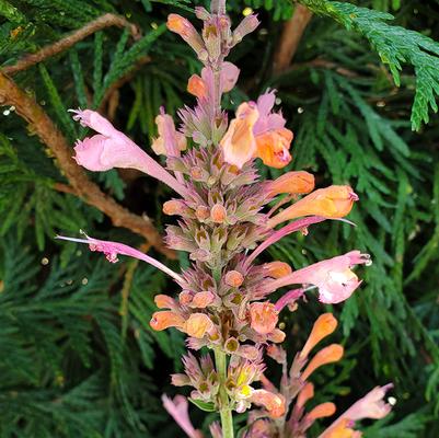 Agastache Kudos™ Ambrosia