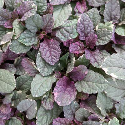 Ajuga reptans 'Burgundy Glow'