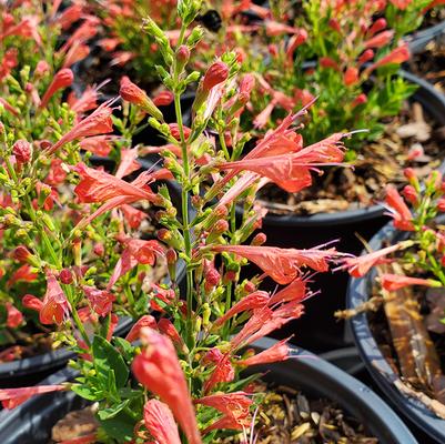 Agastache Kudos™ Red