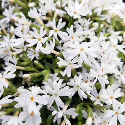 Phlox subulata 'Snowflakes'