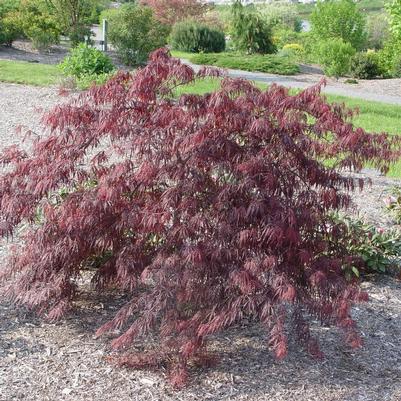 Acer palmatum dissectum 'Inaba Shidare'