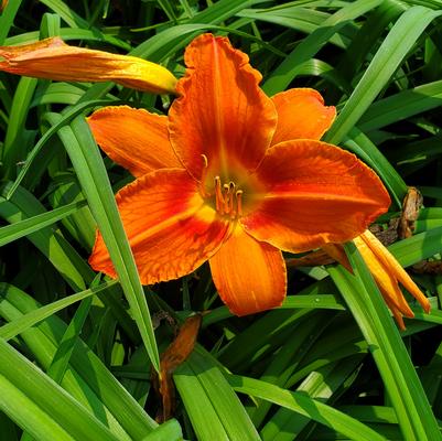 Hemerocallis 'Alabama Jubilee'