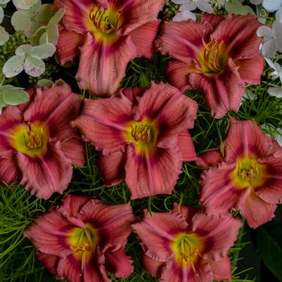 Hemerocallis 'Rosy Returns'