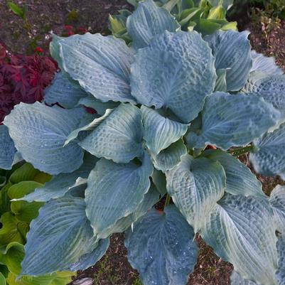 Hosta hybrid Shadowland® Shadowland® Diamond Lake