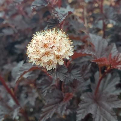 Physocarpus opulifolius Summer Wine® Black