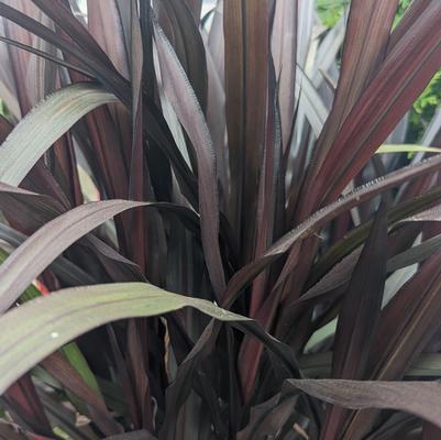 Pennisetum 'First Knight'