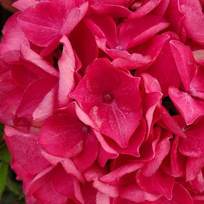 Hydrangea mac. Tuxedo® Red