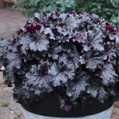 Heuchera Dressed Up™ 'Evening Gown'