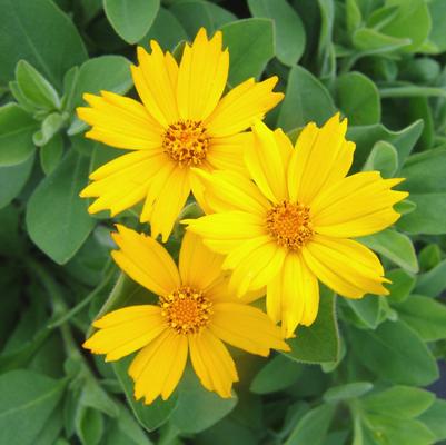 Coreopsis Sunshine Superman