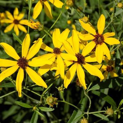 Coreopsis tripteris 'Gold Standard'