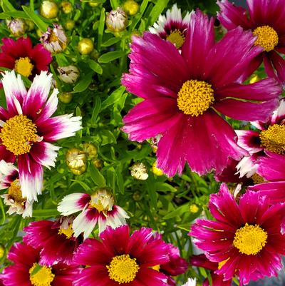 Coreopsis Li'l Bang™ Starstruck