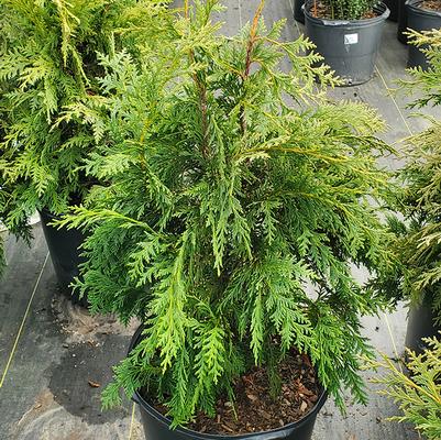 Chamaecyparis nootkatensis 'Glauca'