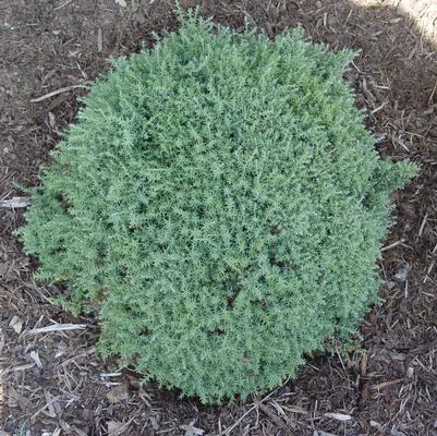 Chamaecyparis obtusa 'Blue Feathers'