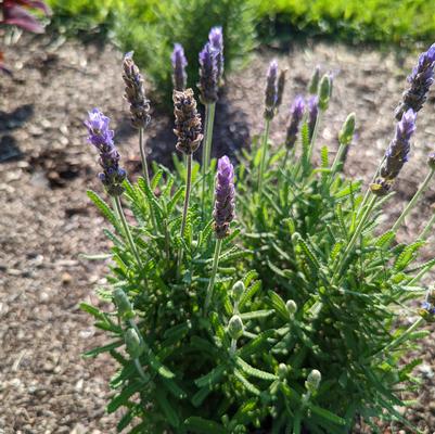 Lavandula angustifolia 'Imperial Gem'