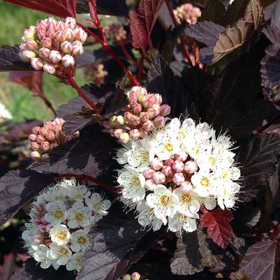 Physocarpus opu. Chroma Chameleon