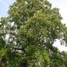 Liriodendron tulipifera 