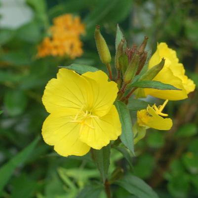 Oenothera f. Fireworks