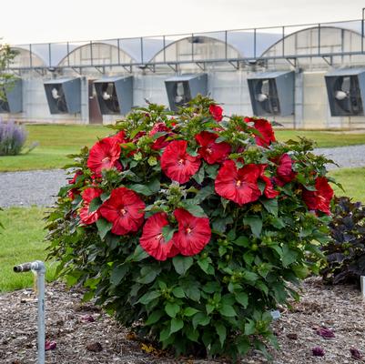 Hibiscus hybrid Summerific® 'Valentine's Crush'