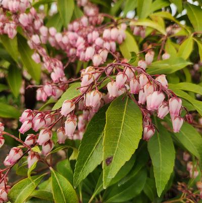 Pieris jap. 'Katsura'