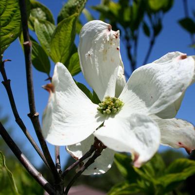 Cornus florida 'Cherokee Princess'