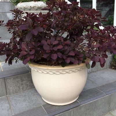 Cotinus coggygria Velveteeny™