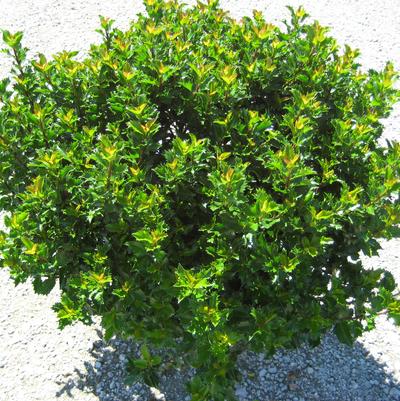 Ilex x meserveae Emerald Magic®