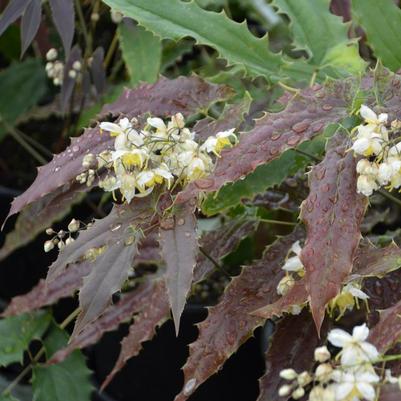 Epimedium wushanense 'Sandy Claws'