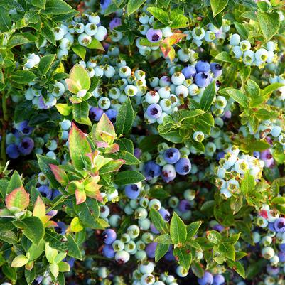 Vaccinium corymbosum hybrid Bushel and Berry™ Bushel and Berry® Jelly Bean®