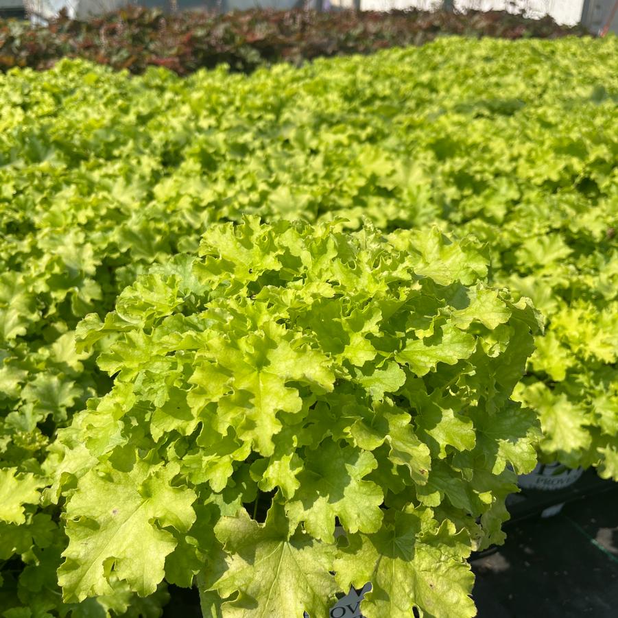 Heuchera hybrid Dolce® 'Apple Twist'