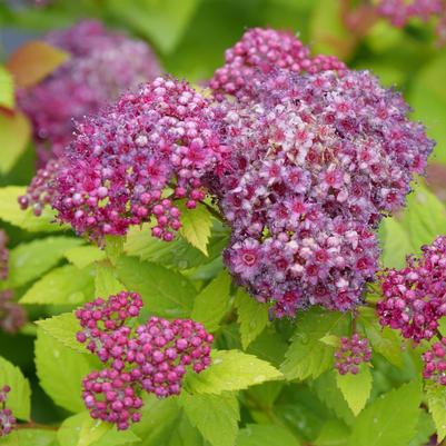 Spiraea x Double Play® Dolly™