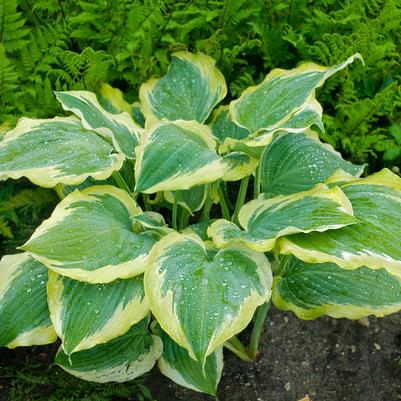 Hosta hybrid Shadowland® Shadowland® Seducer