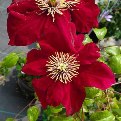 Clematis 'Charmaine'