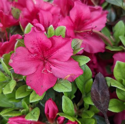 Azalea 'Bixby'