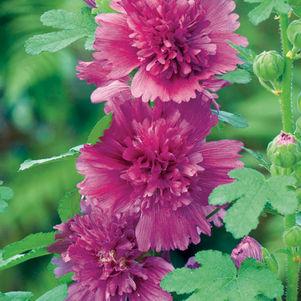 Alcea rosea annua Spring Celebrities Purple