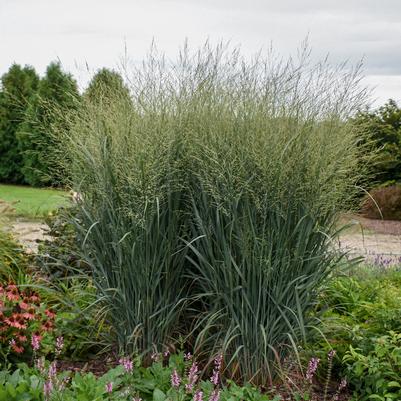 Panicum Prairie Winds® 'Totem Pole'