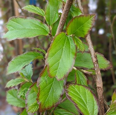 Parrotia persica Persian Spire™